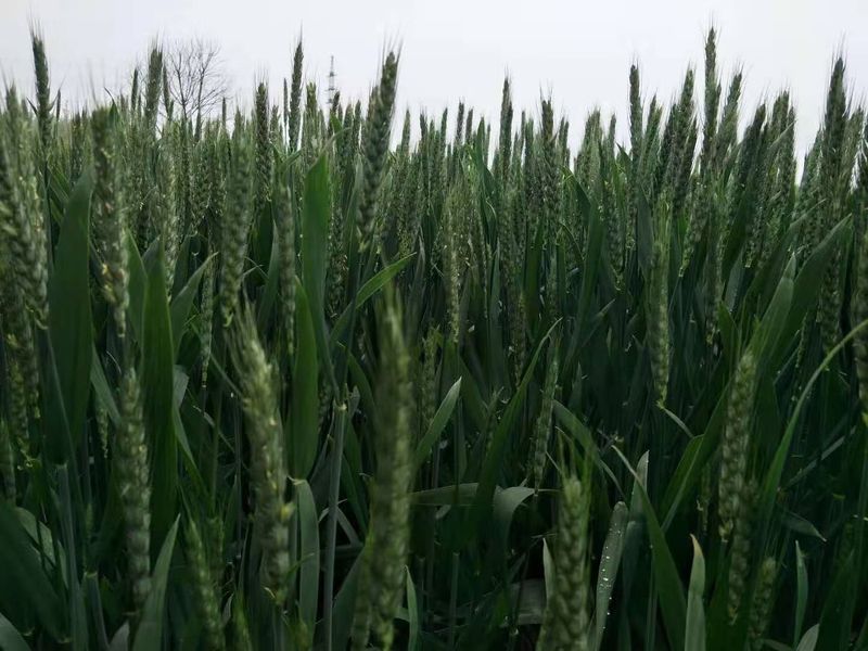 安徽臨泉，苑豐12，大田表現