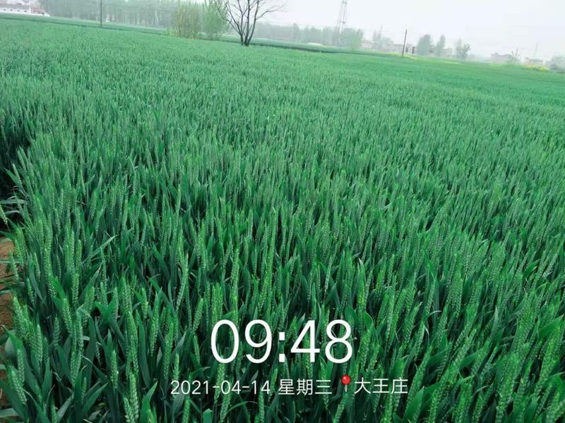 安徽臨泉，苑豐12，大田表現(xiàn)