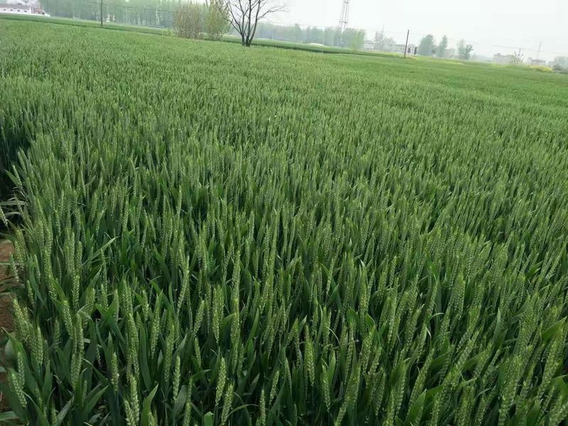 安徽臨泉，苑豐12，大田表現(xiàn)