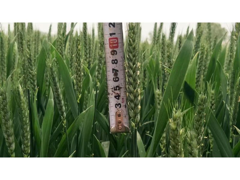 安徽臨泉，苑豐12，大田表現(xiàn)