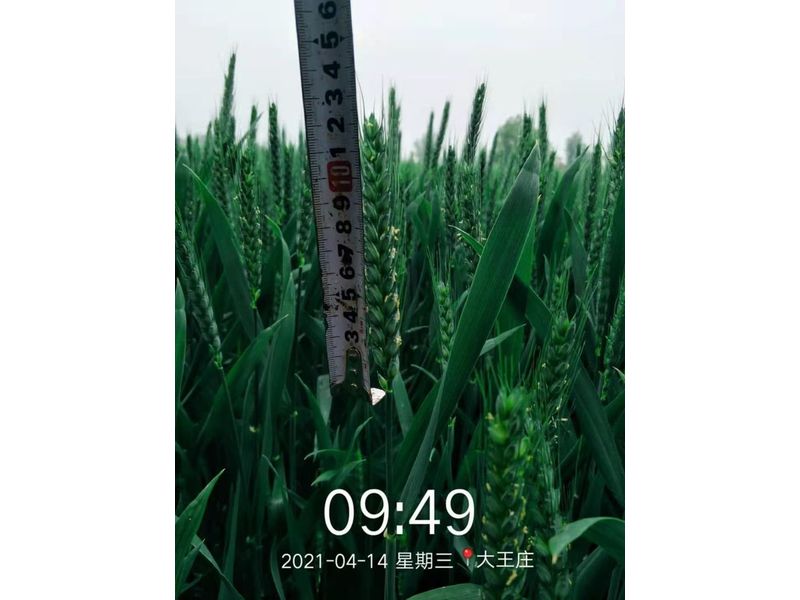 安徽臨泉，苑豐12，大田表現(xiàn)