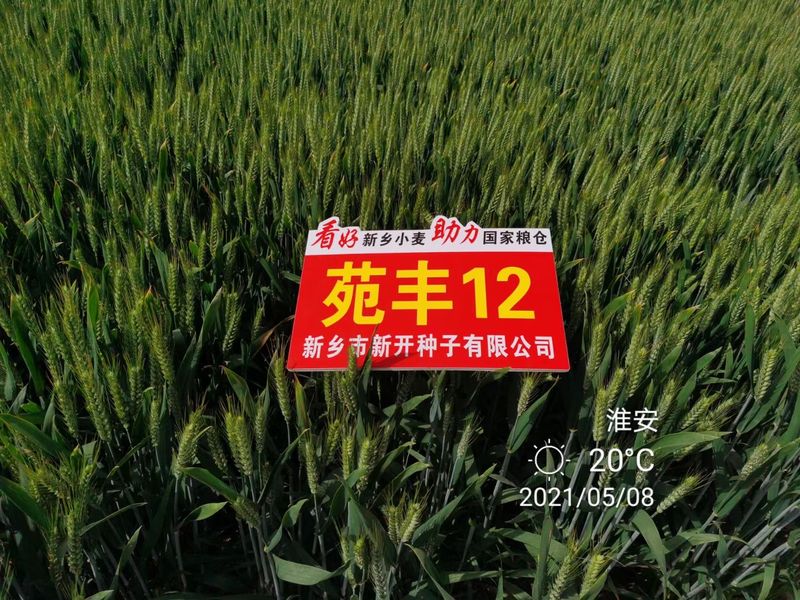 苑豐12，淮安市大田表現(xiàn)